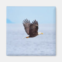 Adler im Flug