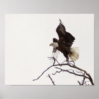 Adler im Flug Poster
