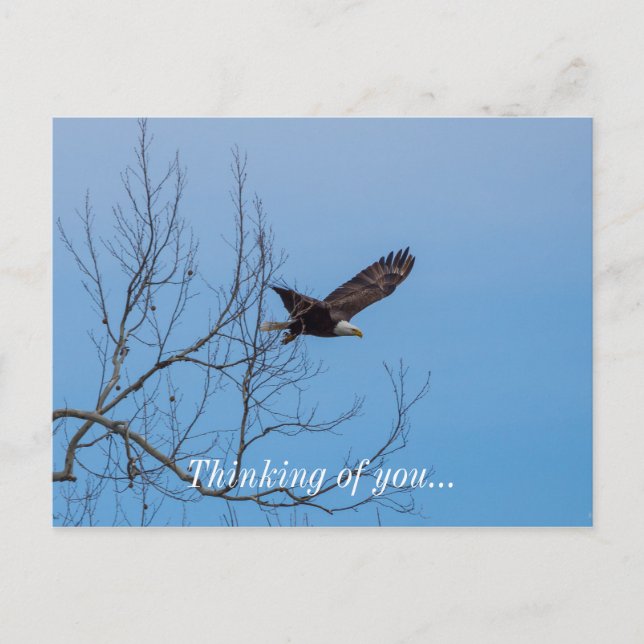Adler im Flug Postkarte (Vorderseite)