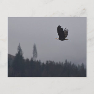 Adler im Flug Postkarte