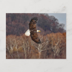 Adler im Herbst Postkarte