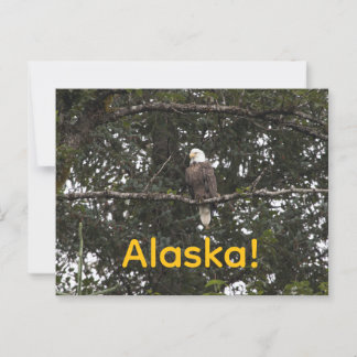 Adler in den Bäumen Postkarte