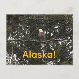 Adler in den Bäumen Postkarte