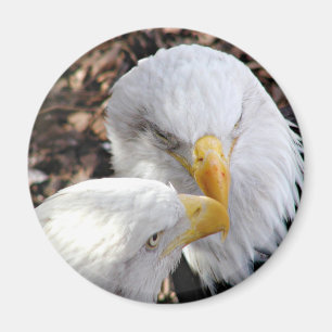 Adler Magnet