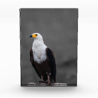 Adler Minimalistische selektive Farbfotografie