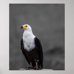 Adler Minimalistische selektive Farbfotografie Poster