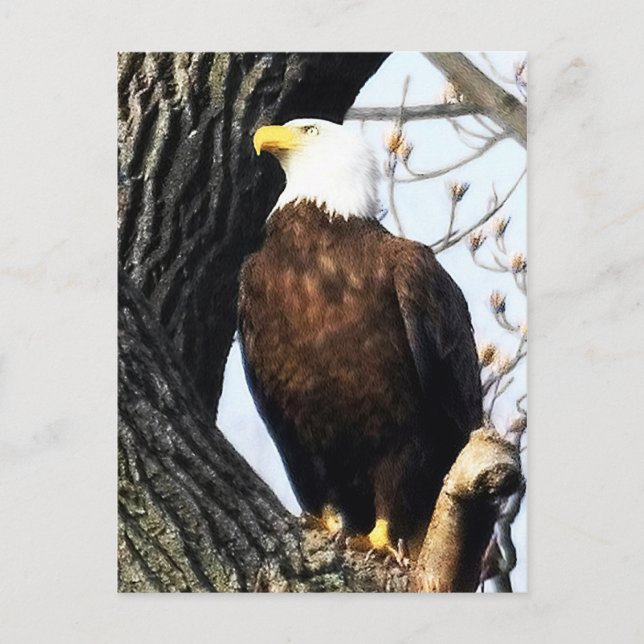 Adler mit Bald, stolz und stark Postkarte (Vorderseite)