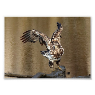 Adler mit Muddy Feet eintauchen Fotodruck