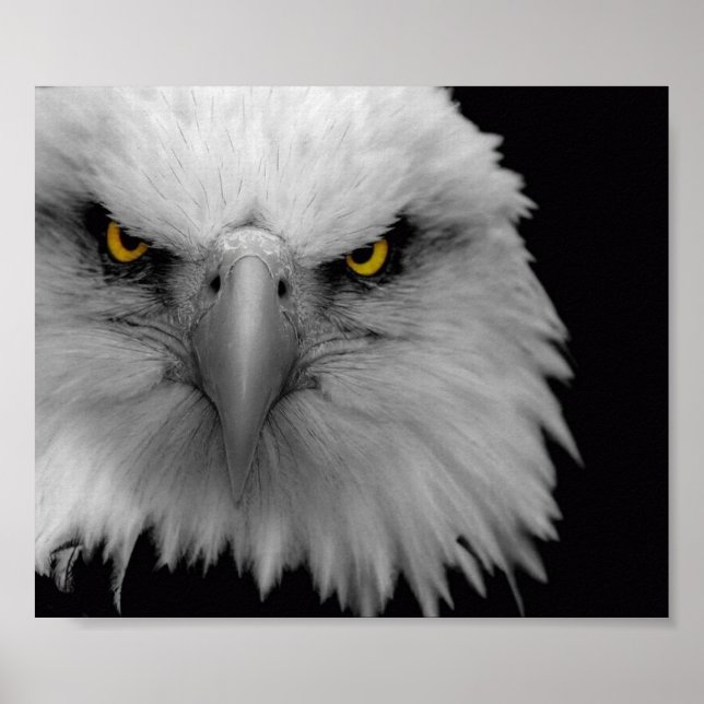 Adler Poster (Vorne)