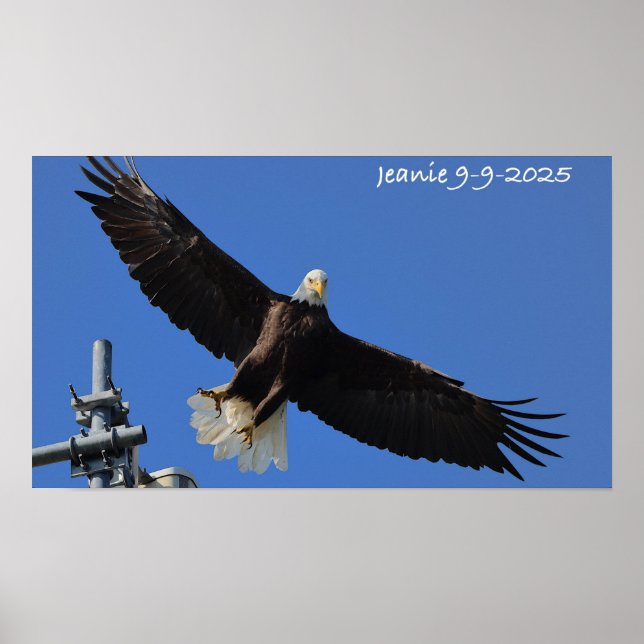 Adler Poster (Vorne)