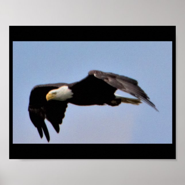 Adler Poster (Vorne)