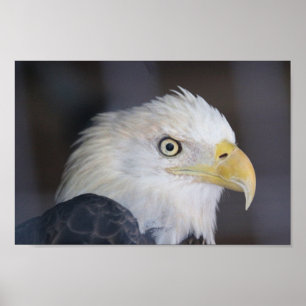 Adler Poster