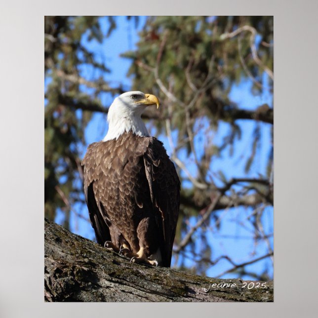Adler Poster (Vorne)