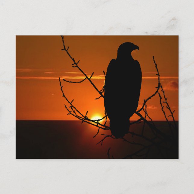 Adler Postkarte (Vorderseite)