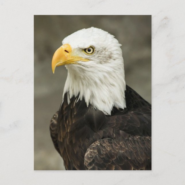 Adler Postkarte (Vorderseite)