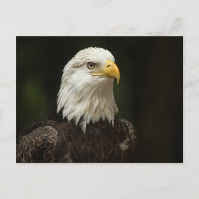 Adler Postkarte (Vorderseite)