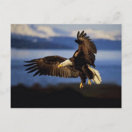 Adler Postkarte 38