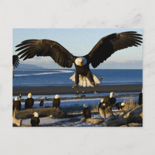 Adler Postkarte 445