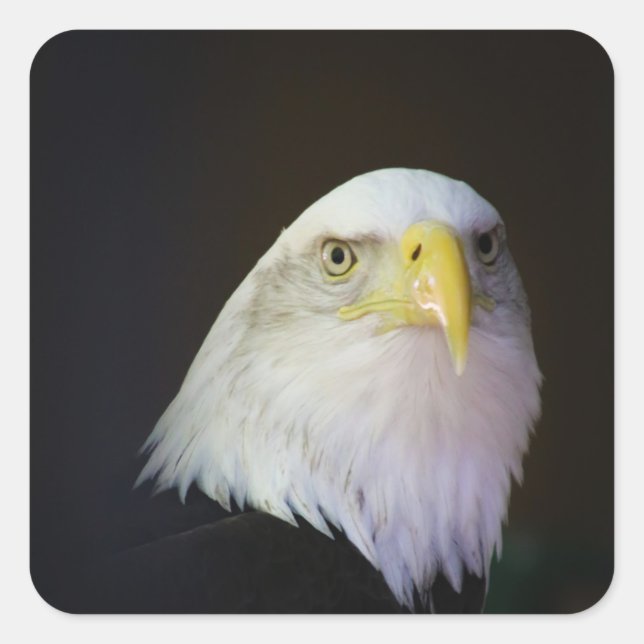 Adler Quadratischer Aufkleber (Vorderseite)