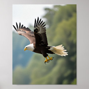Adler stürzt durch den Himmel Poster