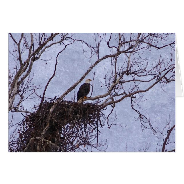 Adler und Nestschmerzen (Vorderseite (Horizontal))