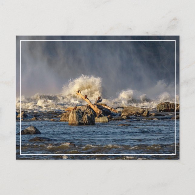 Adler und raues Wasser Postkarte (Vorderseite)