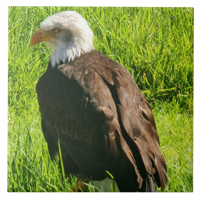 Adler-up-nahe Keramik Fliese (Vorderseite)