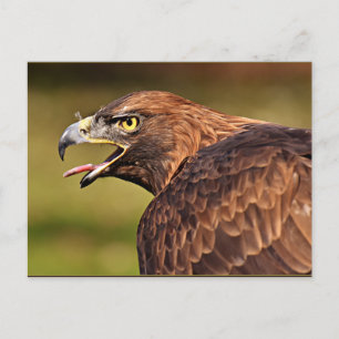 Adler, Vogel der Prey Postkarte
