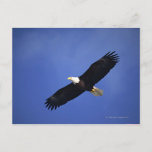 Adlerbarsch in die Höhe schießen , Alaska Postkarte