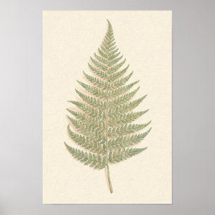 Adlerfarn Botanik-Studienposter Poster