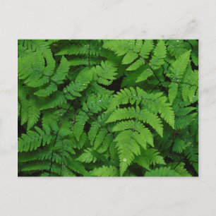Adlerfarn mit Regentropfen, Washington State Postkarte