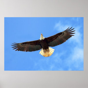 Adlerfliegen Poster