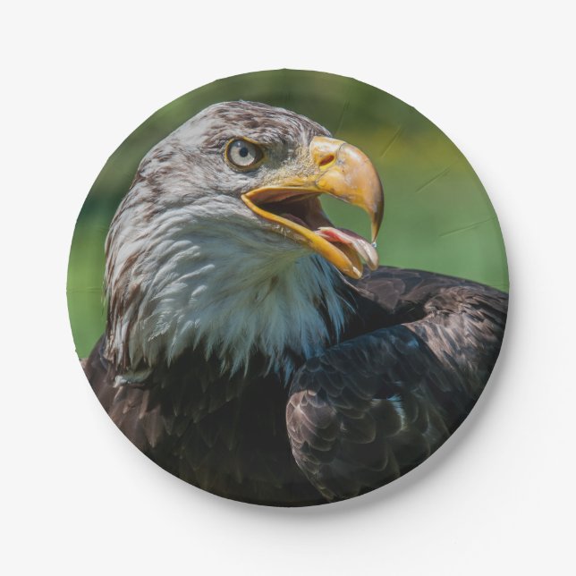 Adlerphoto Pappteller (Vorderseite)