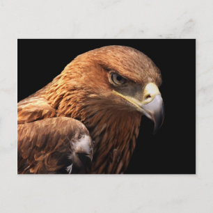 Adlerportrait auf schwarz abgeschieden postkarte