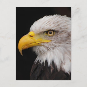Adlerportrait Postkarte