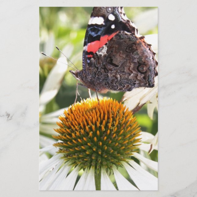 Admiral Butterfly auf Blume (Vorderseite)