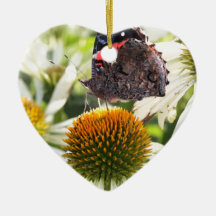 Admiral Butterfly auf Blume