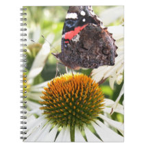 Admiral Butterfly auf Blume