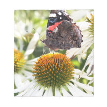 Admiral Butterfly auf Blume