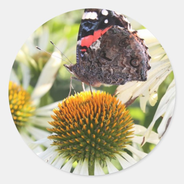 Admiral Butterfly auf Blume Runder Aufkleber (Vorderseite)