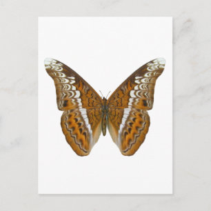 Admiral Butterfly Postkarte