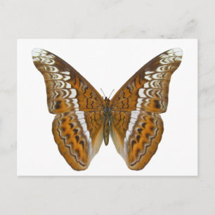 Admiral Butterfly Postkarte