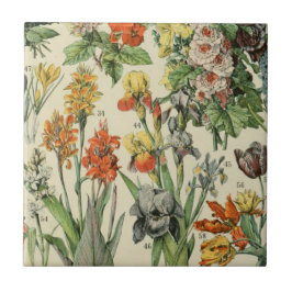 Adolph Millot botanische Illustration 2 Fliese