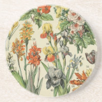 Adolph Millot botanische Illustration 2
