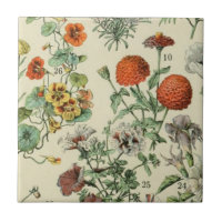 Adolph Millot Detail botanischer Flora 3