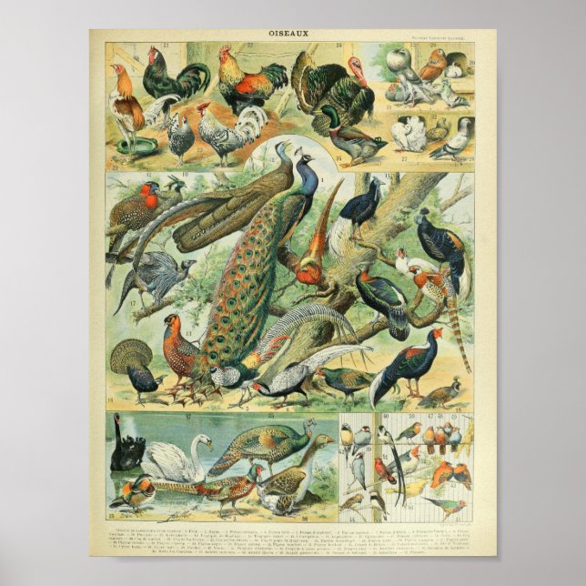 Adolphe Millot - Bilder von Vögeln Poster (Vorne)