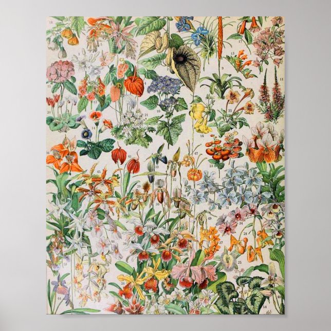 Adolphe Millot Blumen D Poster (Vorne)