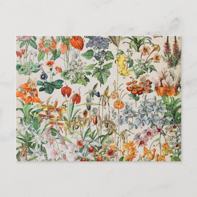 Adolphe Millot Blumen D Postkarte (Vorderseite)
