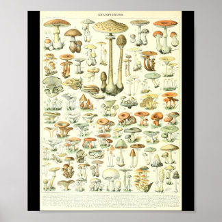 Adolphe Millot Champignon B Pilze Chart Poster