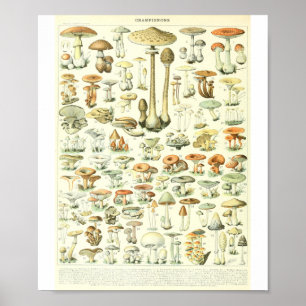 Adolphe Millot Champignon B Pilze Chart Poster